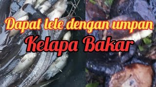 Masang bubu dapat lele dengan umpan kelapa bakar.