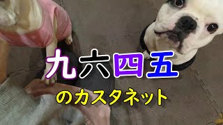 幸せの練習フレンチブルドッグ Happy practicing french bulldog