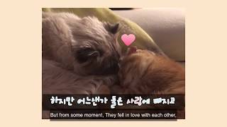 고양이 베니와 릴리의 러브스토리(ENG)[베니패밀리] Love story of Benny\u0026Lily [Benny Family]