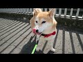 柴犬小春　春先取り！灘区酒蔵の道をぶらり^^