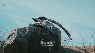 白腹锦鸡  Lady Amherst's Pheasant