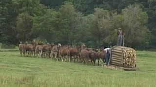 Tennessee 20 Mule Team - Hauling Logs