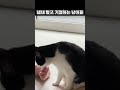 냄새 맡고 기절하는 고양이들 고양이 냥이 cat shorts rtmz8