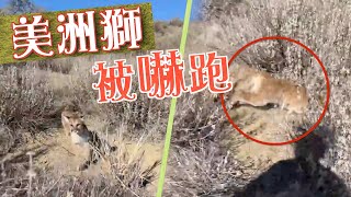 【on.cc東網】登山客遇美洲獅　靠「獅吼功」保命