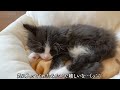 【保護猫】子猫にベッドをプレゼントしたらリラックスしすぎてこうなりました…w