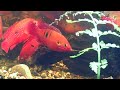 red jewel cichlid hemichromis lifalili breeding trio