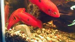 Red Jewel Cichlid (Hemichromis lifalili) Breeding Trio