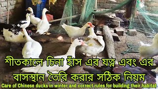 শীতকালে চিনা হাঁসের বাসস্থান এবং চিনা হাঁসের যত্ন করা Chinese Duck Habitat and Care of Chinese Ducks