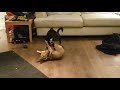 puppy fight club 2 with puppy body slam