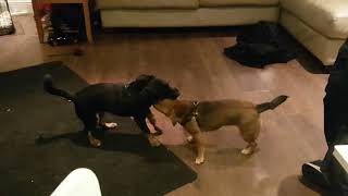 Puppy fight club 2 with puppy body slam