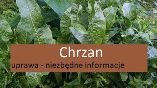 Chrzan - uprawa