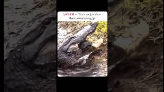 || Crocodile vs turtle...... #shorts