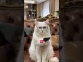 Belajar #cat #pantun #funny #pantunlucu #catfunny #cute #pantunkocak #catvideos #catlover