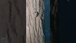 탈피를 위해 이동중인 매미유충(Cicada larvae migrating to molt)