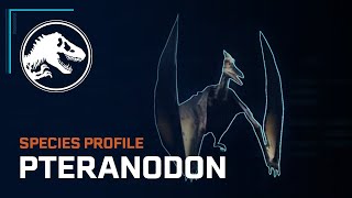 Species Profile - Pteranodon