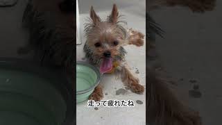 ドッグラン満喫ヨーキー　#dog #yorkie #yorkshire #ヨーキー #犬 #shorts #癒し #水