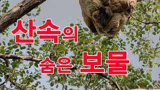 노봉방 효능, 정력강화, 복용방법, 복용 시 주의점, 말법 잡는 법