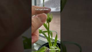 Northern Butterfly Plog: Albuca Concordiana Update! 🌱 Bud Blast 難過 20250108-20250202