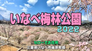 【Moto Diary】「いなべ梅林公園」セローでお花見 三重県いなべ市