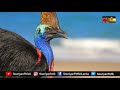 காசோவரி என்ற பறவை பற்றி உங்களுக்கு தெரியுமா rjvinoth intrestingfact cassowary bird sooriyanfm