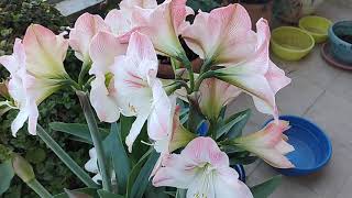 pink amaryllis in bloom, April 2021