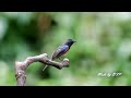 山藍仙鶲 hill blue flycatcher