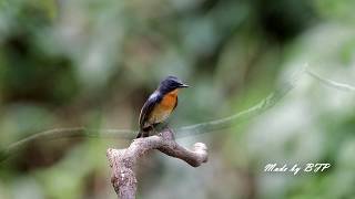 山藍仙鶲 / Hill Blue Flycatcher