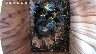 22 May PM 2023 livestream  - 10 chicks -  hatching started on 8th May 2023.