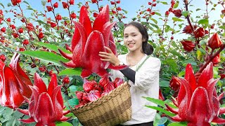 Discover The Process of Picking Red ATISO Flowers - Medicine Recipes And Surprising Effects!