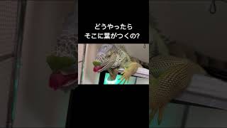 何したらそうなるの？　〜イグアナライフ〜 #爬虫類 #イグアナ #グリーンイグアナ #かわいい #kawaii #iguana #reptile