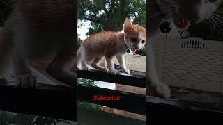 cat#பூனை#shorts#video