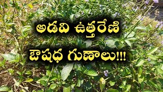 అడవి ఉత్తరేణి ఔషధ గుణాలు|| Benefits of Adavi uttareni plant in Telugu || STACHYTARPHETA CAYENNENSIS