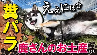 柴犬が鹿のウンコをなすぐりつけて地獄