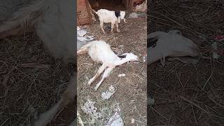 😥😥😥The goat died and left her son المعزه ماتت وتركت ابنها 😭😥