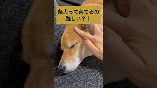 ロックは怖くないよ。 #柴犬 #shibainu #拒否柴 #おもしろ犬 #柴犬のいる暮らし