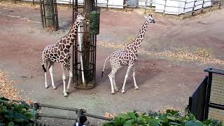 ジルくん、ネッキングはやめましょう　Giraffe(キリン)