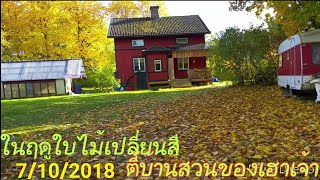 ขอมาจัดให้ 🎶🎵🎤กับฤดูใบไม้เปลี่ยนสี🍁🌺ที่สวีเดนHöst i Sverige /7/10/2018