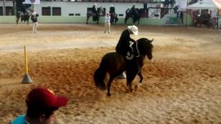 CABALLO CIMARRÓN, CAMPEÓN DE CAMPEONES DE TROCHA Y GALOPE EN PAIPA BOYACA