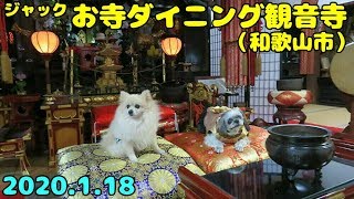 ポメラニアン・ジャック in お寺ダイニング観音寺　pomeranian Jack in the temple restaurant