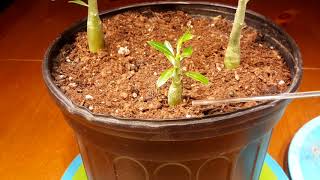 사막장미*석화* 씨앗으로 키우기 방법《How to harvest and grow Adenium (Desert Rose) seeds》