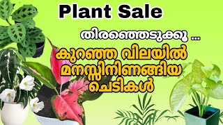 plant sale. ഇഷ്ടപെട്ട ചെടികൾ നിങ്ങൾ ആഗ്രഹിക്കുന്ന വിലയിൽ .check Your Corner..