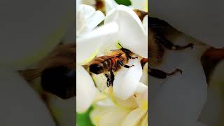 Як бджоли збирають акацієвий мед? How bees collect honey?