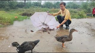 小哥带流浪鸭水坑抓虾，意外捕获野生鲤鱼，流浪鸭吃鱼很凶猛