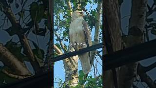 ノスリさん#ノスリ#つぶらな瞳#北海道野鳥ライブ#北海道野鳥LIVE#birdwatching#birdfeeder#野鳥観察#定点観測#北海道#hokkaido