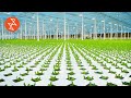 Food Grown Without Soil | Où se trouve: Lufa Farms Food Grown Without Soil | Où se trouve: Lufa Farms