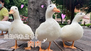 ﹝豆唬&奶鬧 | 柯爾鴨﹞豆奶的神祕私生子?來去找哞菇的