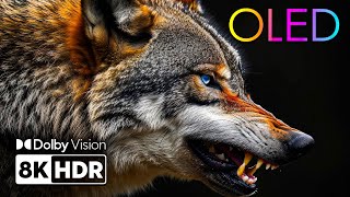 BEST OLED TEST 2025 - Stunning Colors \u0026 Sharp Visuals in 8K HDR | Dolby Vision™