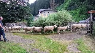 Transumanza gregge di pecore Val Di Rabbi (TN)