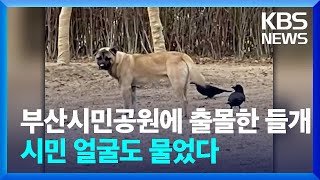 부산시민공원에 들개 출몰…시민 얼굴도 물었다 / KBS  2024.01.23.