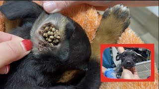 Found puppy covered in ticks! | Satisfying removal!